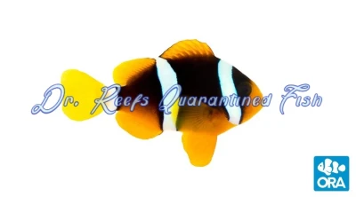 Clarkii Clownfish
