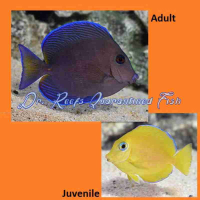 Atlantic Blue Tang (Adult)