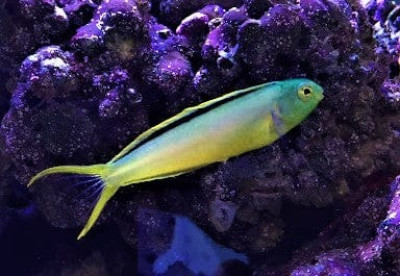 Canary Blenny Green