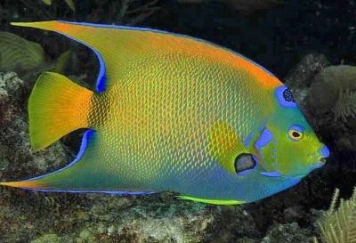Queen Angelfish (Adult)