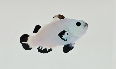 Snow Storm Clownfish
