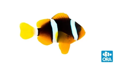 Clarkii Clownfish