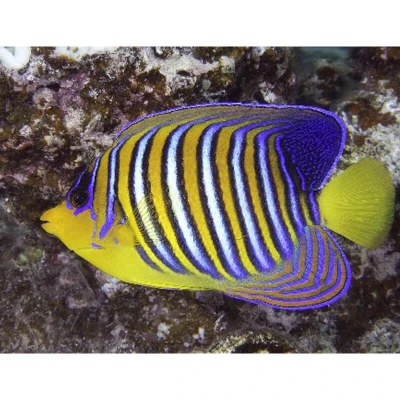 Regal Angelfish (Red Sea)