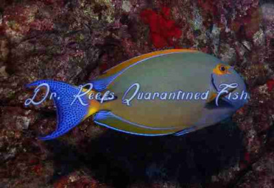 Dussumieri Tang