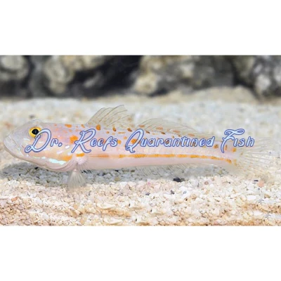 Diamond Goby