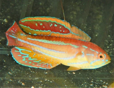 Diamond Tail Flasher Wrasse (Male)