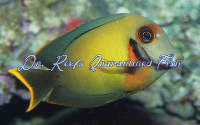 Chocolate Tang
