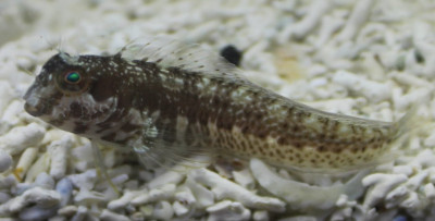 Molly Miller Blenny
