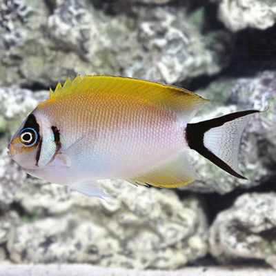 Swallowtail Tiger Angelfish (Female)