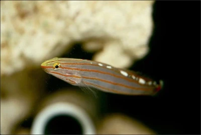 Court Jester Goby (Captive Bred)
