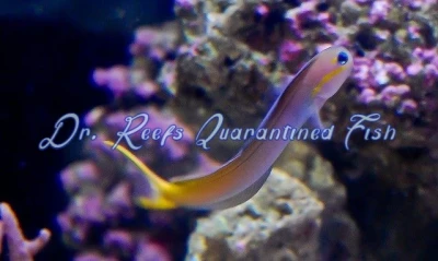 Midas Blenny