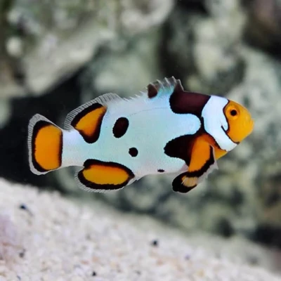 Picasso Percula Clownfish (Premium)