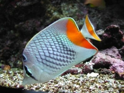 Pearlscale Butterflyfish