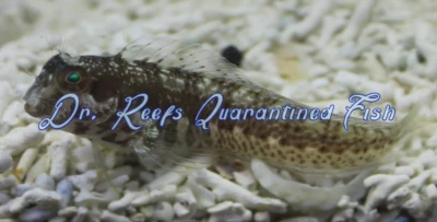 Molly Miller Blenny