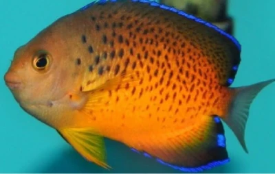 Rusty Angelfish