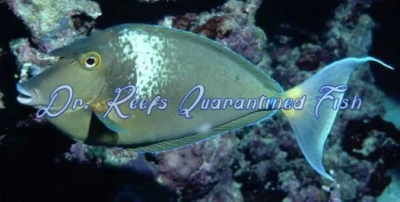 Blue Unicorn Tang