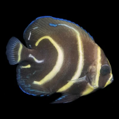 Cortez Angelfish (Captive Bred)