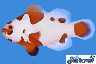 Tangerine Storm Clownfish