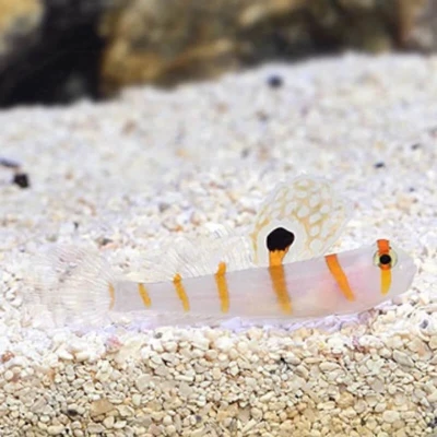 Orange Stripe Prawn Goby
