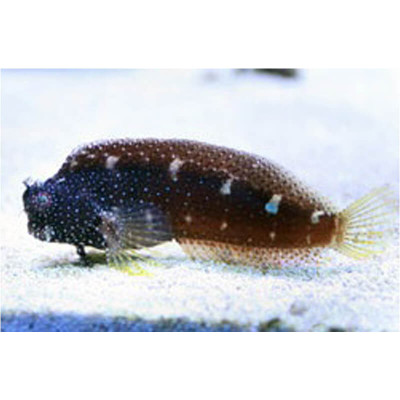 Starry Blenny