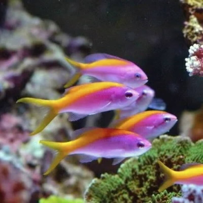 Evansi Anthias