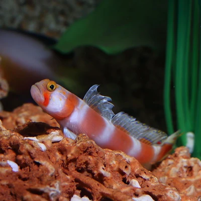 Pinkbar Goby