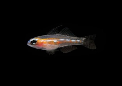 Masked Goby