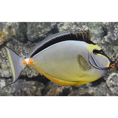 Naso Tang