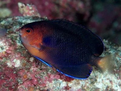 Pygmy Yellowtail Angelfish