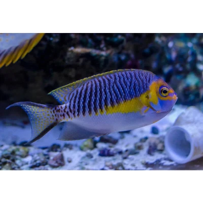 Swallowtail Tiger Angelfish (Male)