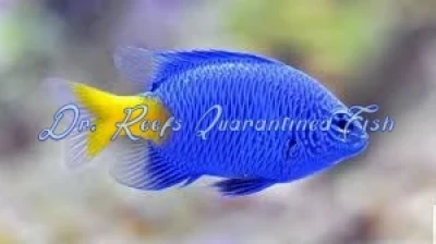 Yellowtail Blue Damsel