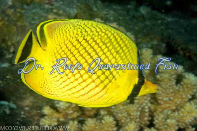 Latticed Butterflyfish