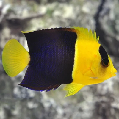 Bicolor Angelfish