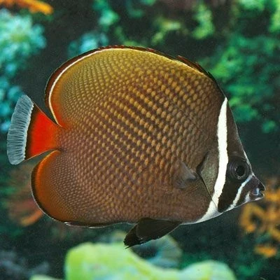 Pakistan Butterflyfish