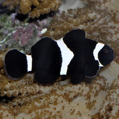 Black & White Clownfish