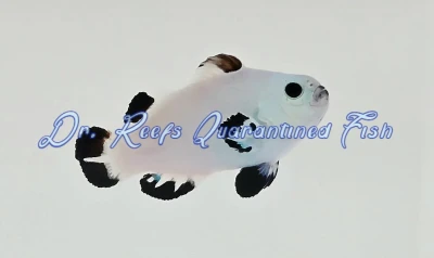 Snow Storm Clownfish