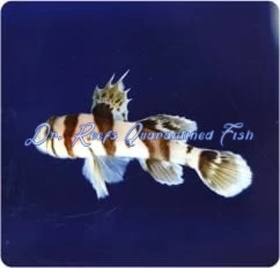 Circus Goby