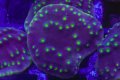 Turbinaria Reniformis