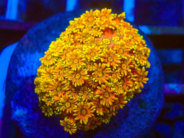 Rainbow Goniopora Mastergrade