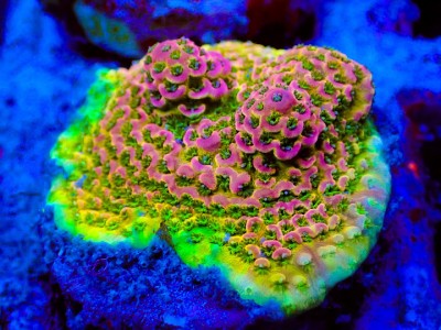 Hypnotic Haze Acropora