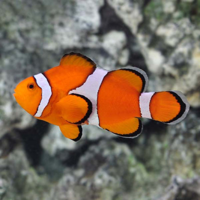 Premium Ocellaris Clownfish