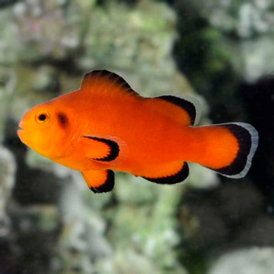 Naked Clownfish Pair