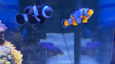 Bonded Pair of Black Ice and Bullet hole Clownfish