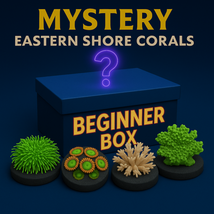 Mystery Beginner Box