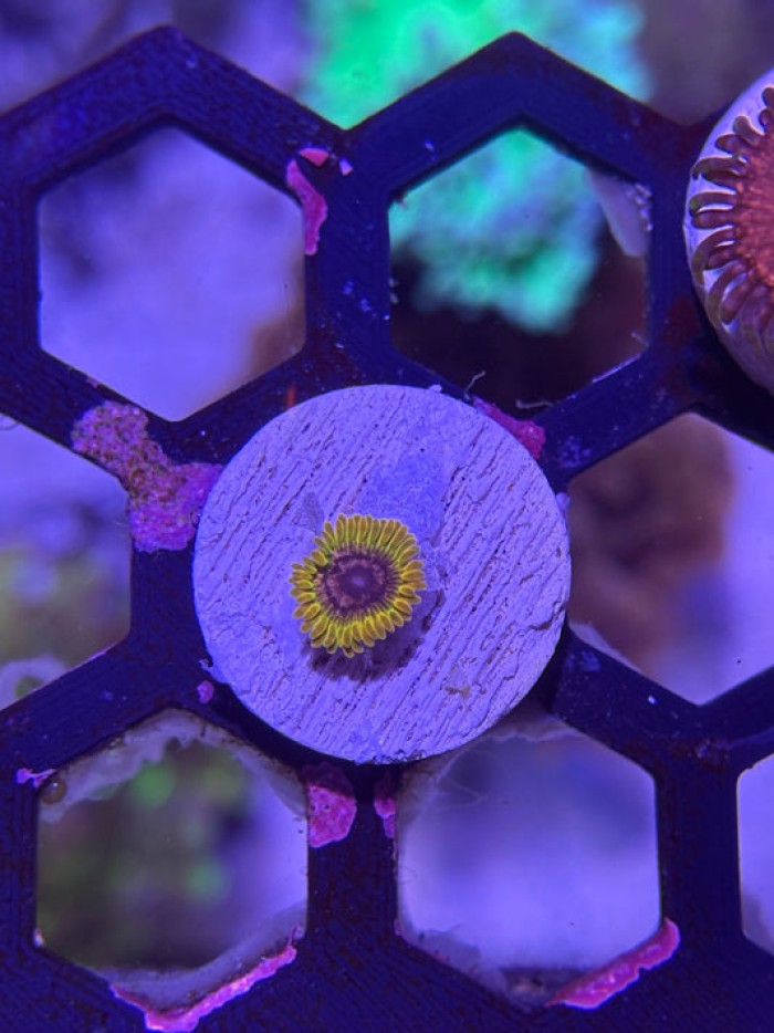 Acid Reflux Zoanthid