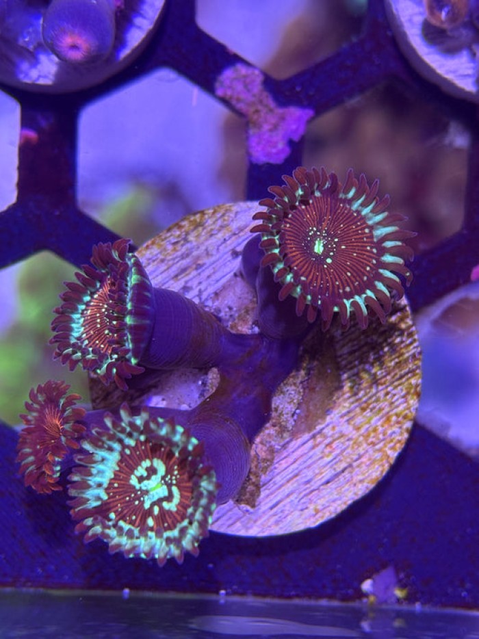 Salted Agave / White Zombie Zoanthid