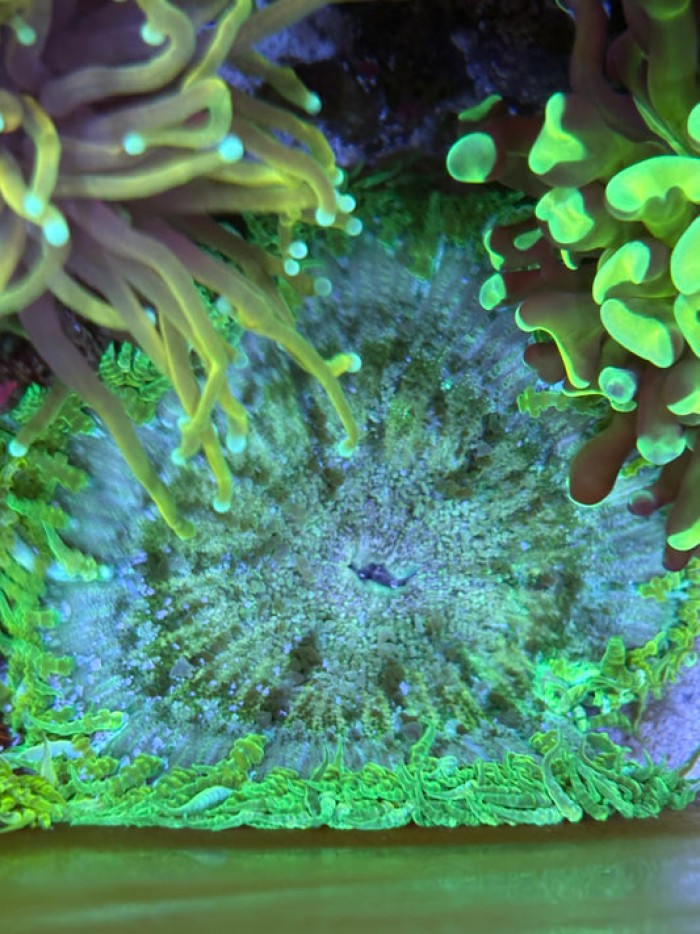 3" Ultra Green Rock Flower Anemone