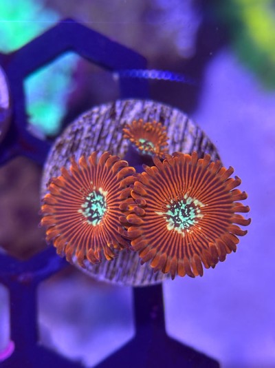 Magicians Zoanthid