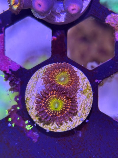 Krak Gods Zoanthids