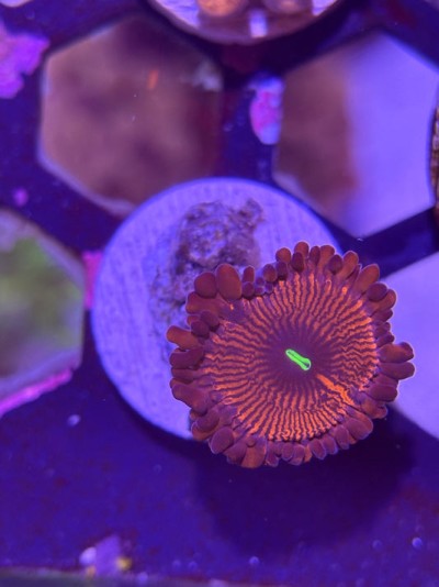 Red People Eater Palythoa